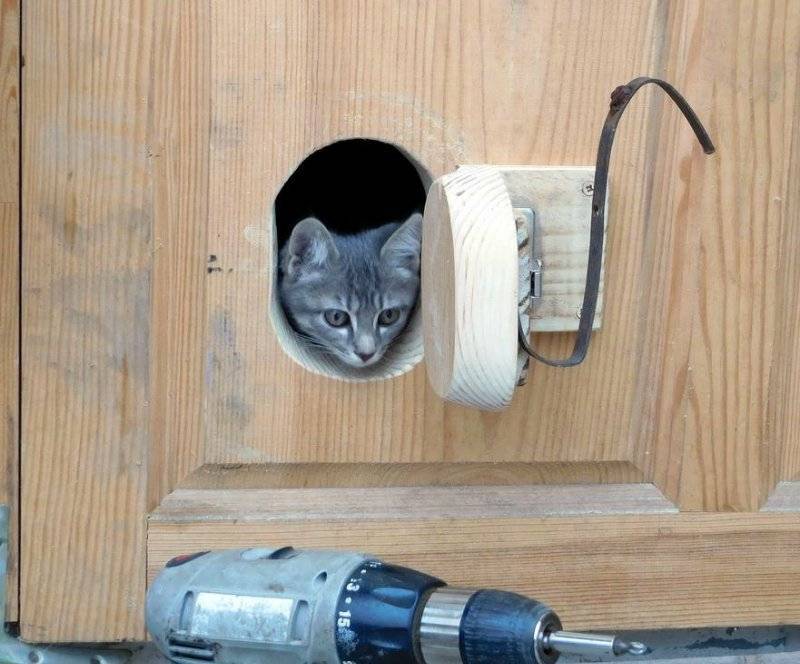 Лаз в двери для кошки, как сделать?