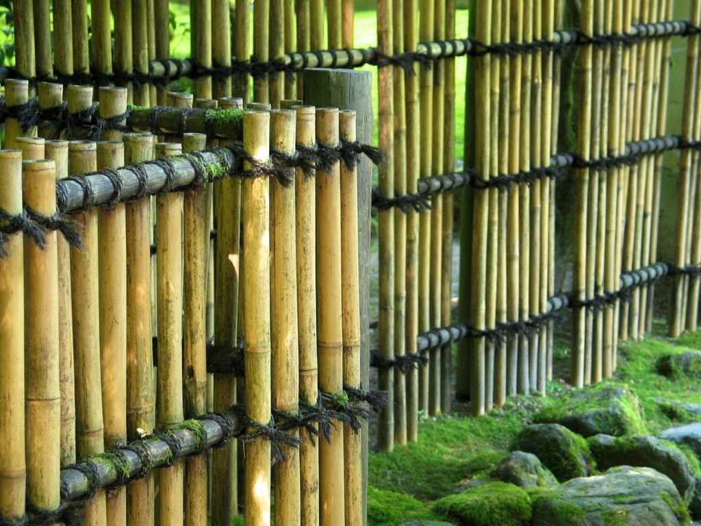 Декоративный бамбук на приусадебном участке: виды, размножение, уход, применение в ландшафтном дизайне