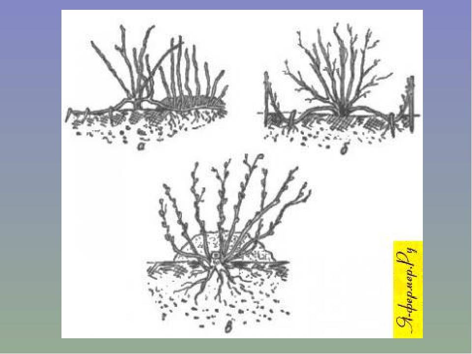 Выращивание спиреи из черенка: практические советы. размножение спиреи осенью и весной как укоренить спирею черенками в воде