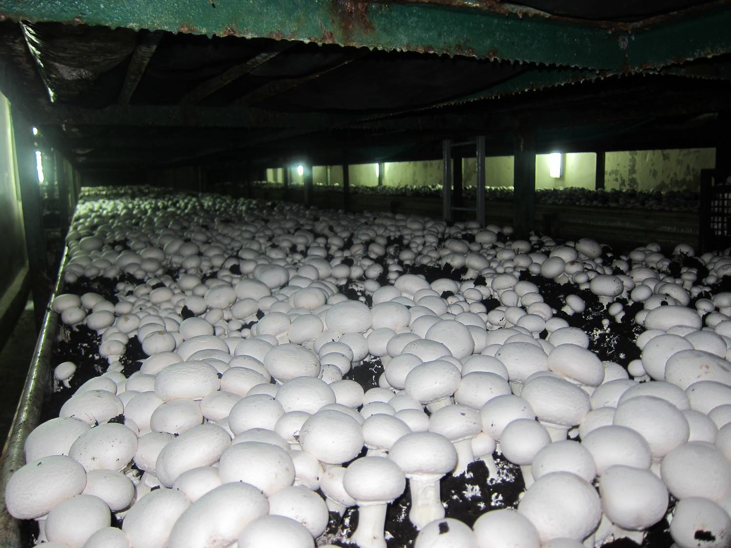 Выращивание грибов технология