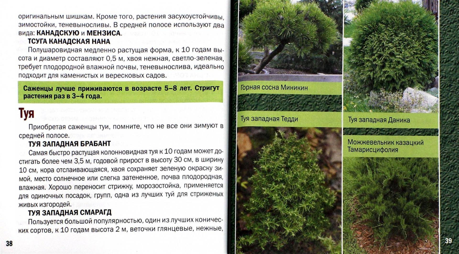 Туя: выбор сорта, посадка и уход в домашних условиях