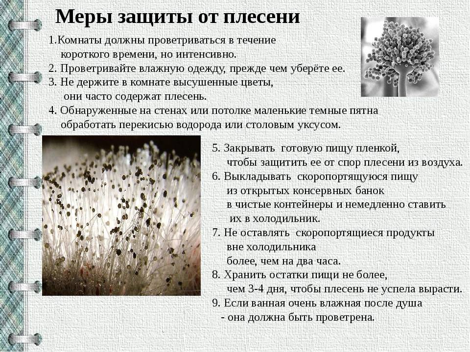 Как бороться с плесенью в подвале частного дома и гаража: видео