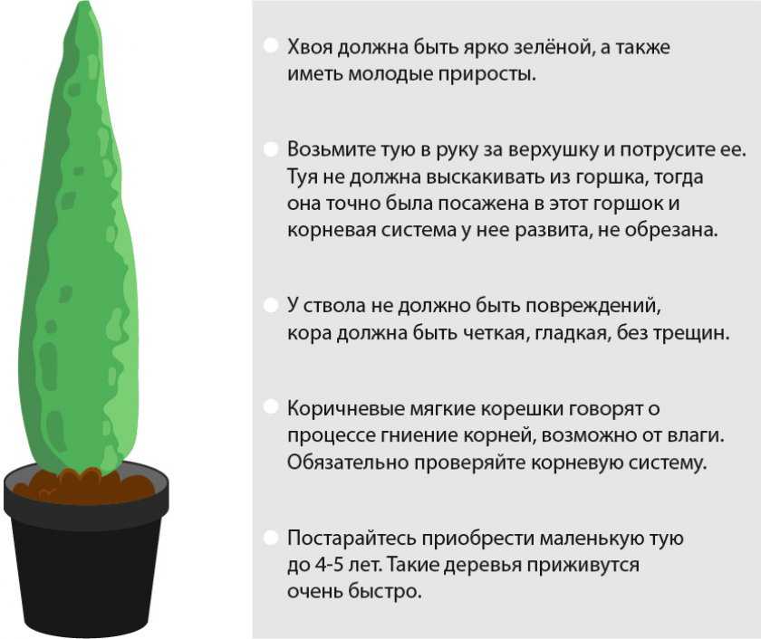 Как правильно посадить тую и обеспечить правильный уход за ней