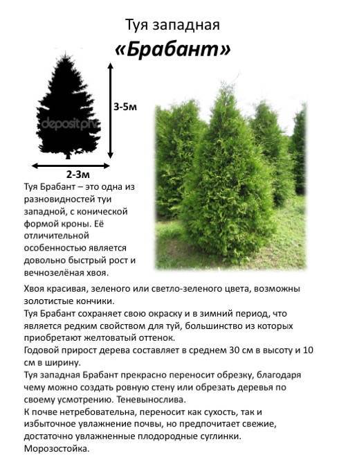 Туя: посадка и уход в открытом грунте, пересадка, размножение, фото