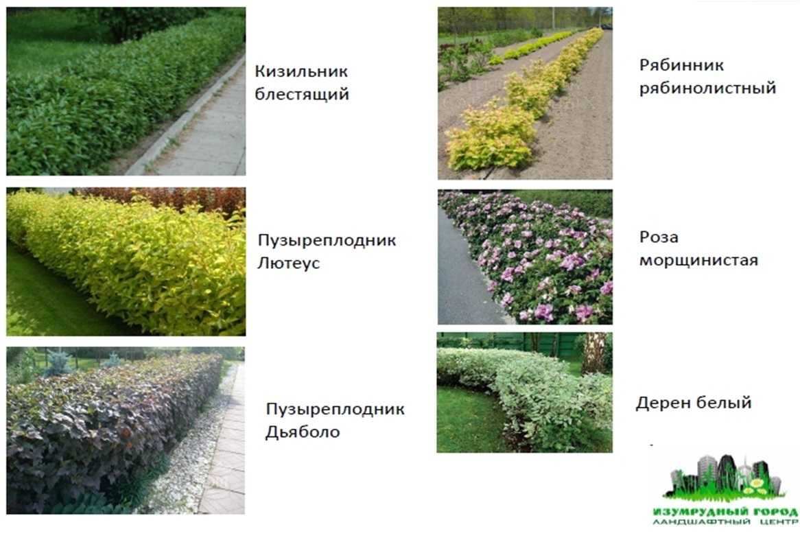 Аралия маньчжурская - лечебные свойства и противопоказания