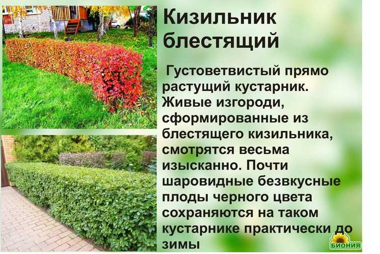Аралия: посадка и уход в открытом грунте, лечебные свойства и противопоказания