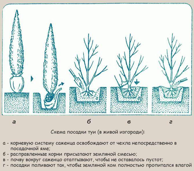 Туя: выращивание посевом семян. мастер-класс, фото на supersadovnik.ru