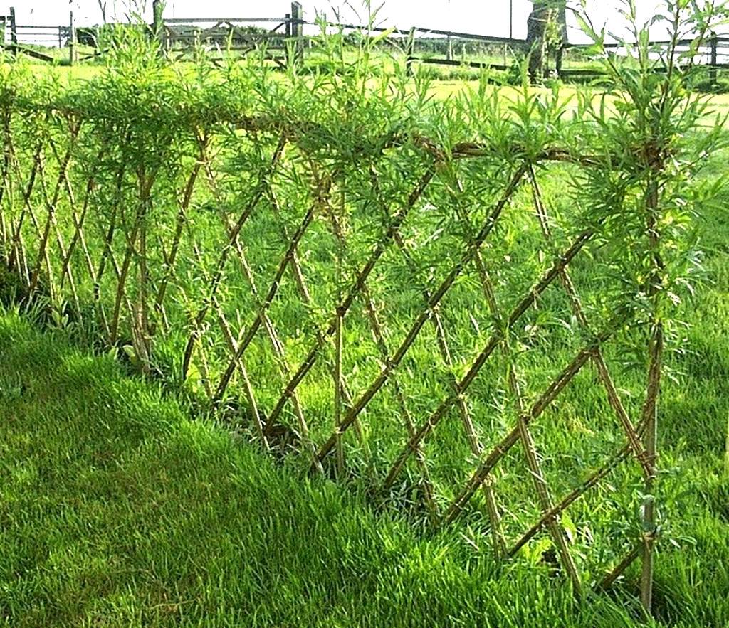 Живая изгородь из ивы: как сделать ивовый забор, подходящие сорта, плетение