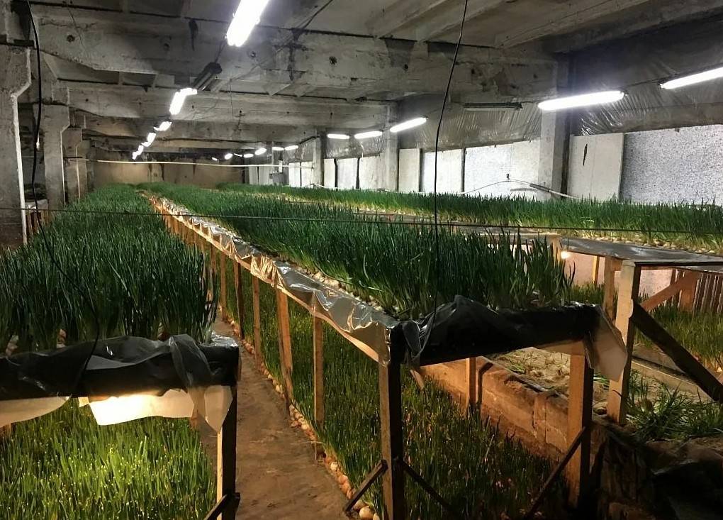 Выращивание лука как бизнес на продажу: в теплице, в квартире и на грядках