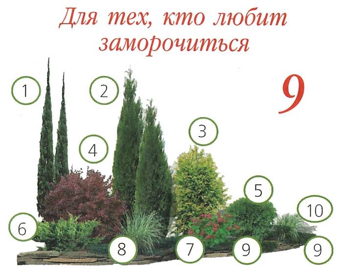 Туя: выращивание, размножение, виды и сорта