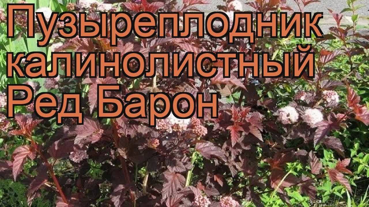 Пузыреплодник калинолистный в ландшафтном дизайне