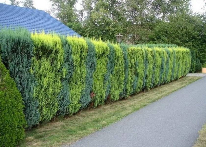 Хвойные живые изгороди и 11 лучших растений для их создания