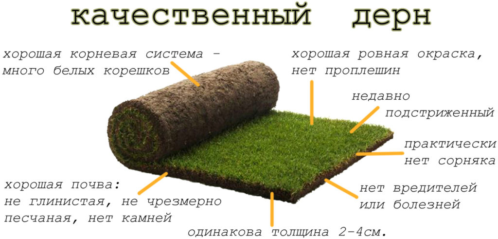 Посадка газонов: основные правила и полезные советы. как посеять газонную траву