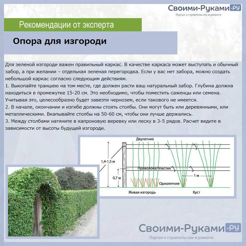 Живая изгородь быстрорастущая многолетняя вечнозеленая: из чего лучше сделать, какие кустарники и растения подходят + фото