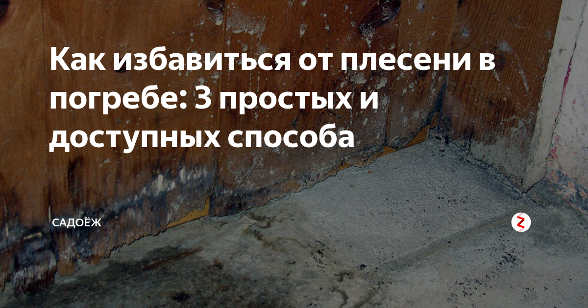 Как избавиться от плесени в гараже быстро и навсегда
