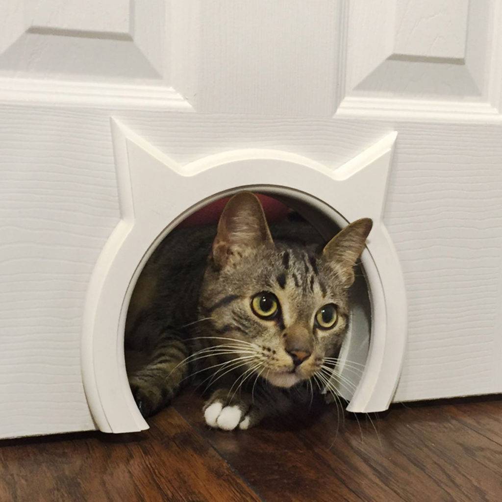 Дверца для кошки - альтернативные источники энергии