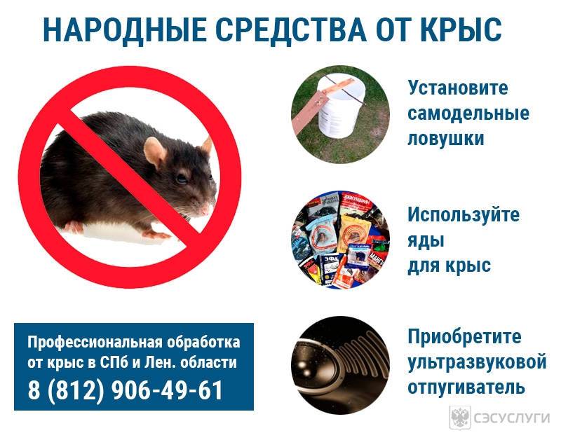 Как избавиться от мышей в жилище, погребе, на огороде или в автомобиле