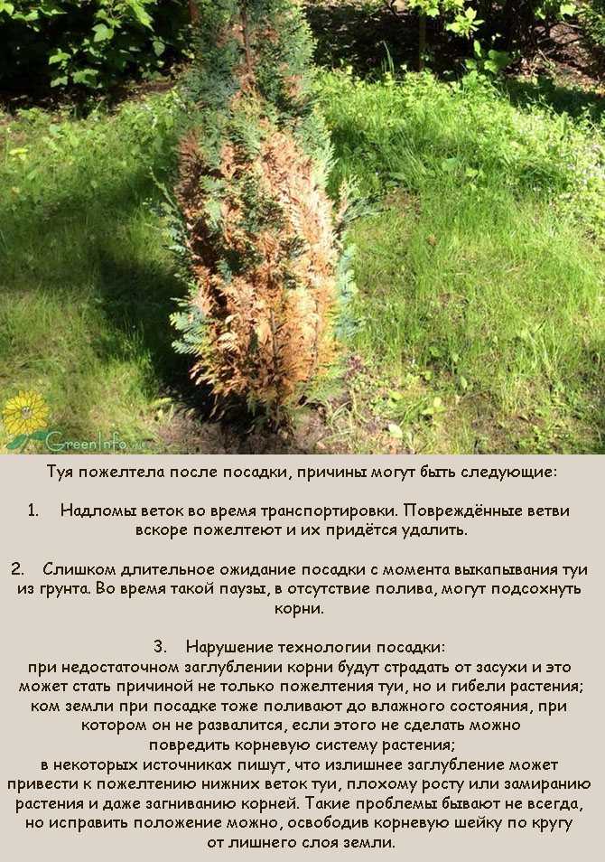 Как восстановить тую, если она начала сохнуть