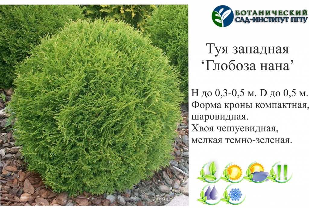 О туе даника западная: описание сорта, как посадить и ухаживать за растением